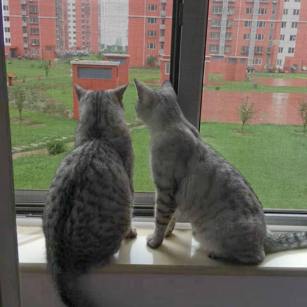 Cat Proof Screen